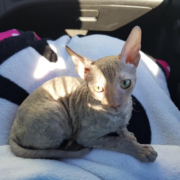 Meet your Posher, Manu - Picture 1 of 1